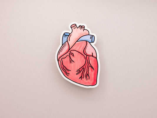 Anatomical Heart Sticker